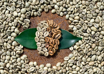 Top view of green coffee beans